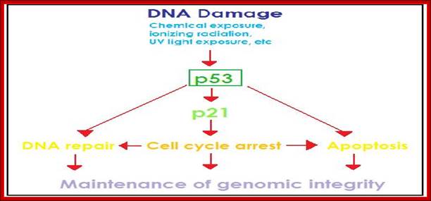 File:Zp53 pathway.jpg