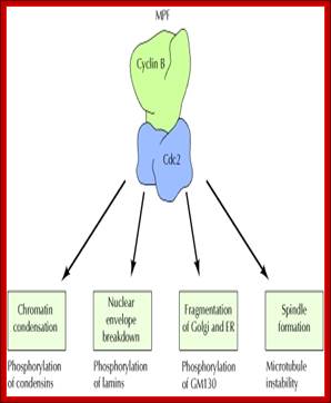 An external file that holds a picture, illustration, etc., usually as some form of binary object. The name of referred object is ch14f25.jpg. 