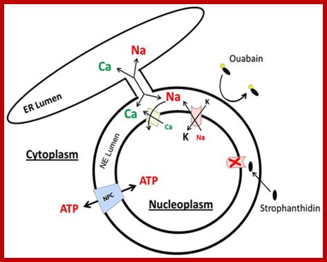 Fig. 7.