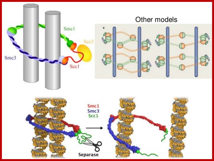 Image result for cohesins and condensins