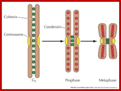 Image result for action of condensin during cell division