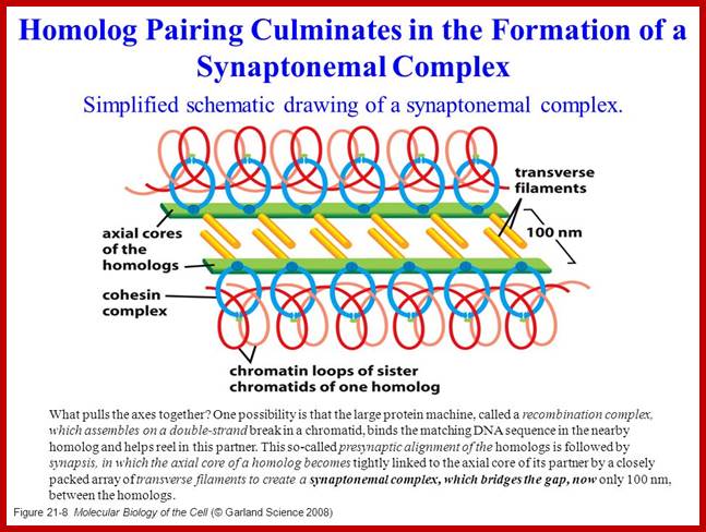 Image result for chromatin homologous pairing