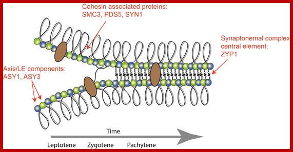 Image result for cohesin complex in synapsis