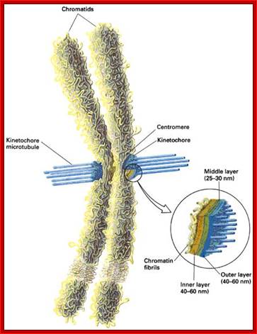 Kinetochore graphic