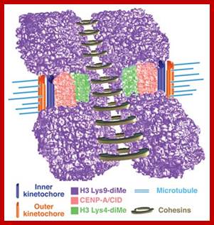 Image result for euchromatin and heterochromatin