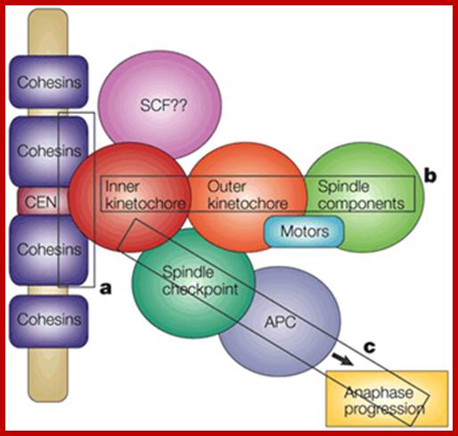 Image result for structure of Kinetochore