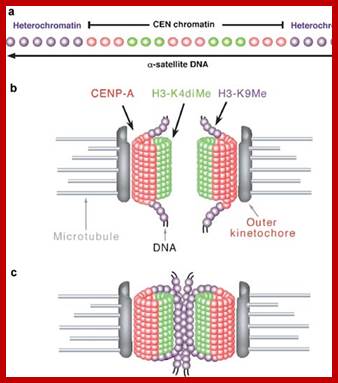 Image result for Nucleosomes in Centromeric region