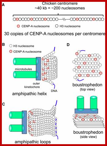 Image result for Nucleosomes in Centromeric region