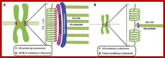 Image result for Centromeric Nucleosomes