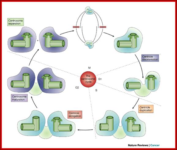 Centrosome aberrations: cause or consequence of cancer progression?