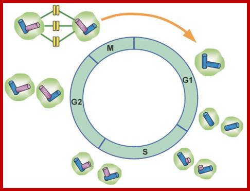 Image result for centrosome duplication cycle