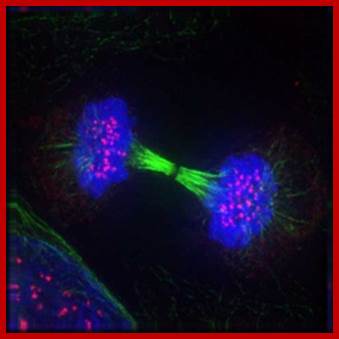 Image result for cytokinesis fluorescent labelled