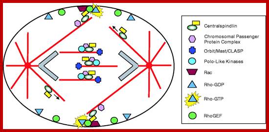 Image result for Microtubules involved in cytokinesis