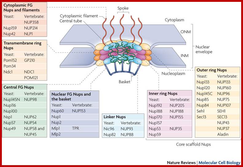 The nuclear pore complex: bridging nuclear transport and gene
      regulation