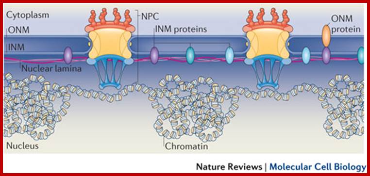 Nuclear pore complex composition: a new regulator of tissue-specific and developmental functions