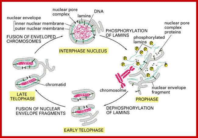 Image result for nuclear envelope disassembly in mitosis