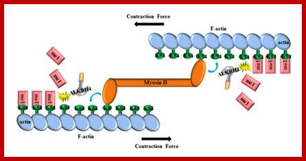 Image result for cytokinesis by cleavage