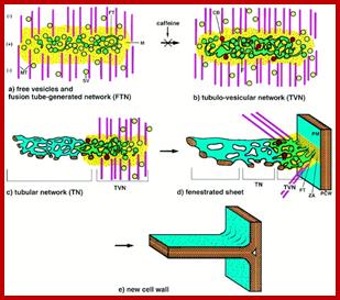 Image result for cytokinesis by cleavage