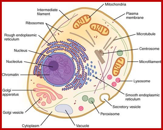 Image result for Human cell structure