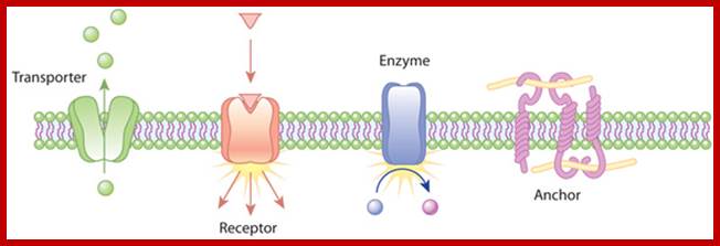 A schematic diagram shows a cross section of four plasma membrane proteins performing different functions. The four proteins include a transporter, a receptor, an enzyme, and an anchor.