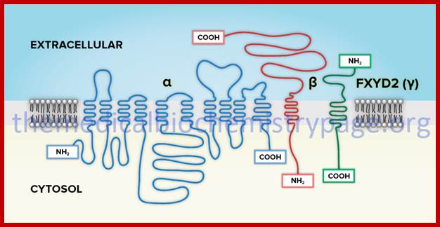 Image result for Plasma membrane with transporters and receptors