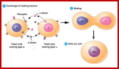 http://3.bp.blogspot.com/_kcAqljduq3E/SyRDKrVe6HI/AAAAAAAAABc/zNMKZ9BS35s/s320/c7.11.2yeast.jpg