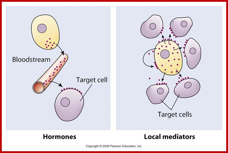 http://www.mun.ca/biology/desmid/brian/BIOL2060/BIOL2060-14/1401.jpg