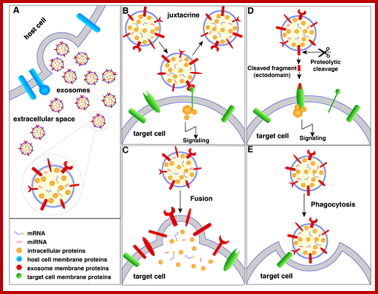 http://microvesicles.org/style/Micro.png