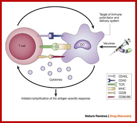 Recent advances in the discovery and delivery of vaccine adjuvants