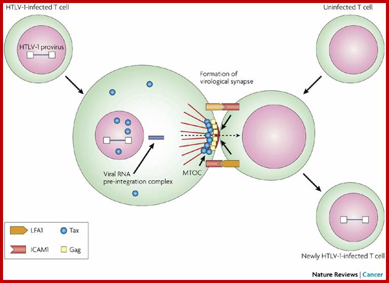 Human T-cell leukaemia virus type 1 (HTLV-1) infectivity and cellular transformation