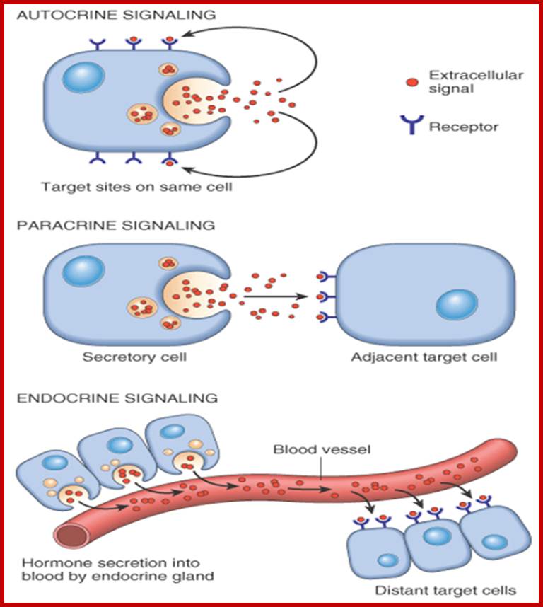 http://4.bp.blogspot.com/-khti6uPo0xU/TqrZjrCGq0I/AAAAAAAAD0k/F9IUNlEIEZk/s640/Autocrine+signelling.png