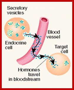 http://www.oocities.org/razanoor/endohormones.gif