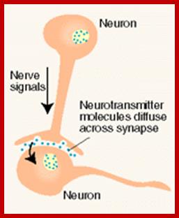 http://www.oocities.org/razanoor/synaptic.gif