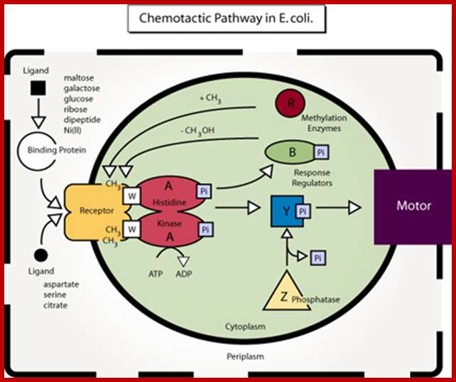 http://2010.igem.org/wiki/images/b/bc/BacterialCrowdingDiagramOfChemotaxis.jpg