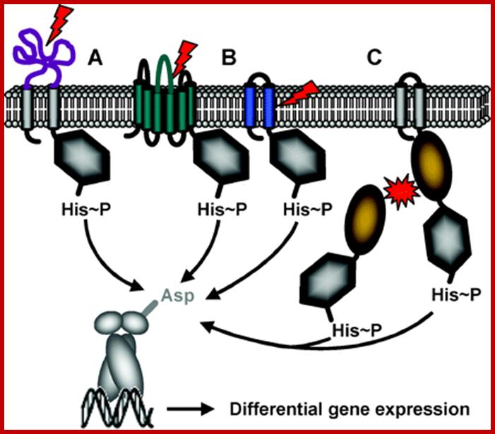 http://syntheticmicrobe.bio.lmu.de/daten_synbio/resstim1.gif