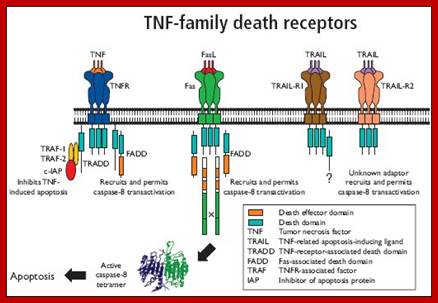 Image result for TNF alpha and Fas/Apo-1