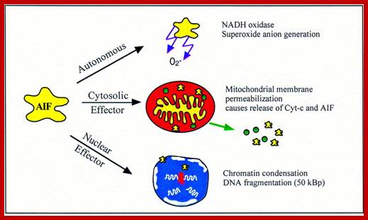 Image result for Apoptosis inducing factor