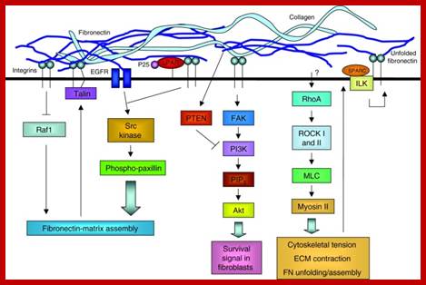 Image result for Extracellular matrix components as ligands