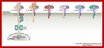 The biology of interleukin-2 and interleukin-15: implications for cancer therapy and vaccine design