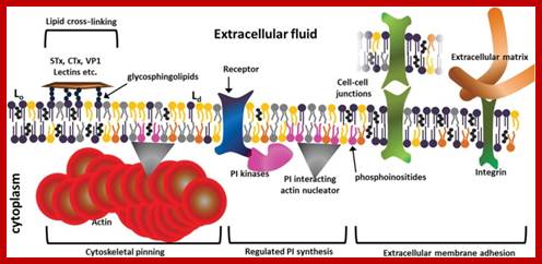 Image result for membrane nanodomains