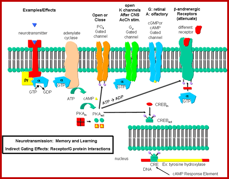 http://biowiki.ucdavis.edu/@api/deki/files/535/08neurotranskinase.gif