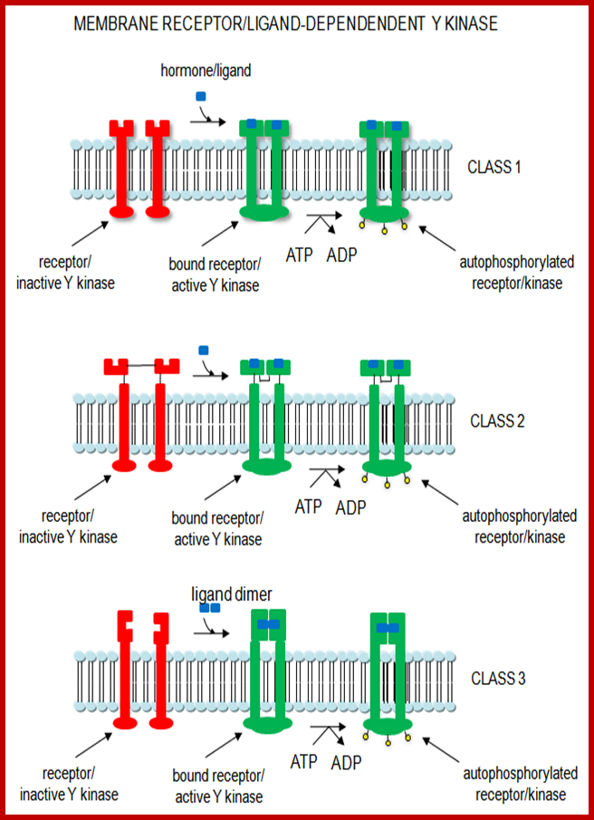 06ykinases.gif