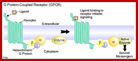 GPCRSignaling1.jpg