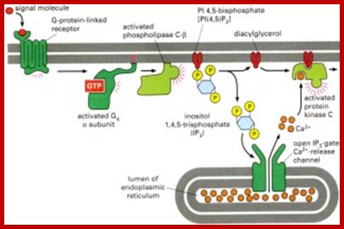 http://www.tcd.ie/Physics/people/Martin.Hegner/membrane3.jpg