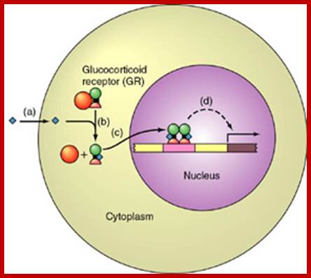 http://virtuallaboratory.colorado.edu/Biofundamentals/lectureNotes/AllGraphics/SteroidSignaling.jpg