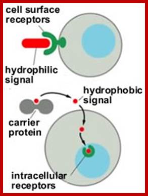 http://virtuallaboratory.colorado.edu/Biofundamentals/lectureNotes/AllGraphics/transmitterTypes.jpg