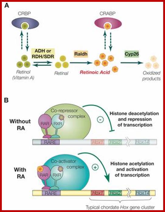 International Journal of Biological Sciences 02: 0038 image No. 02