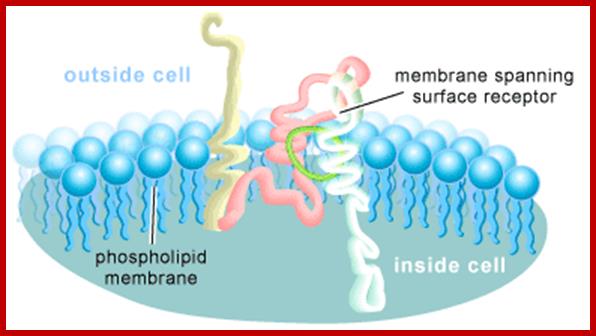 Image result for cell surface receptors