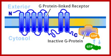 cellsurfaceRgprotein.gif