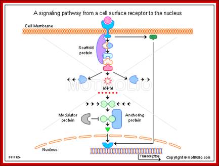 A signaling pathway from a cell surface receptor to the nucleus, PPT PowerPoint drawing diagrams, templates, images, slides